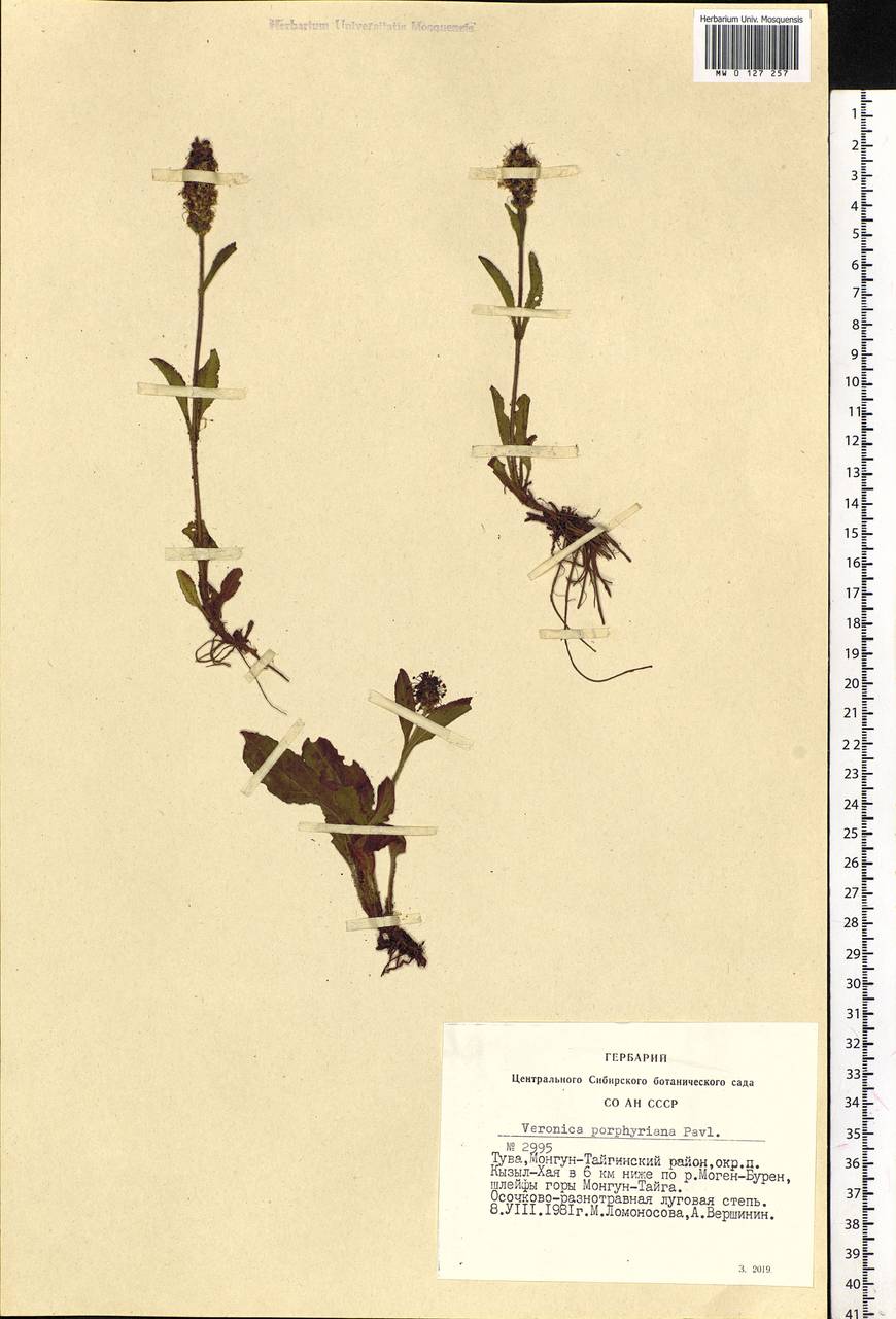 Veronica porphyriana Pavlov, Siberia, Altai & Sayany Mountains (S2) (Russia)