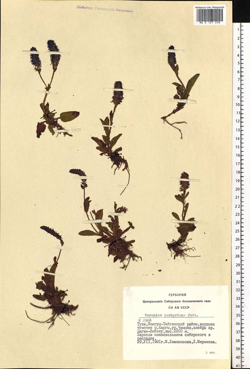 Veronica porphyriana Pavlov, Siberia, Altai & Sayany Mountains (S2) (Russia)