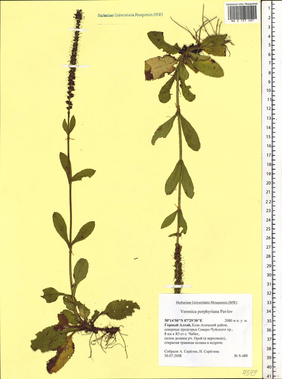 Veronica porphyriana Pavlov, Siberia, Altai & Sayany Mountains (S2) (Russia)