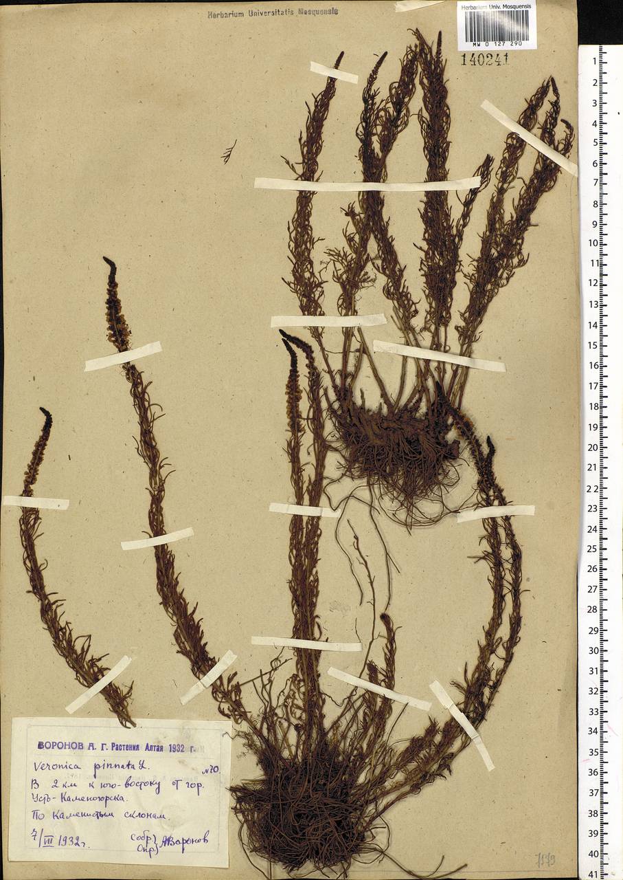 Veronica pinnata L., Siberia, Western (Kazakhstan) Altai Mountains (S2a) (Kazakhstan)