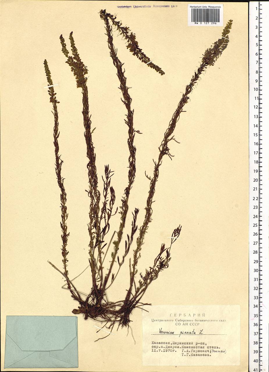 Veronica pinnata L., Siberia, Altai & Sayany Mountains (S2) (Russia)