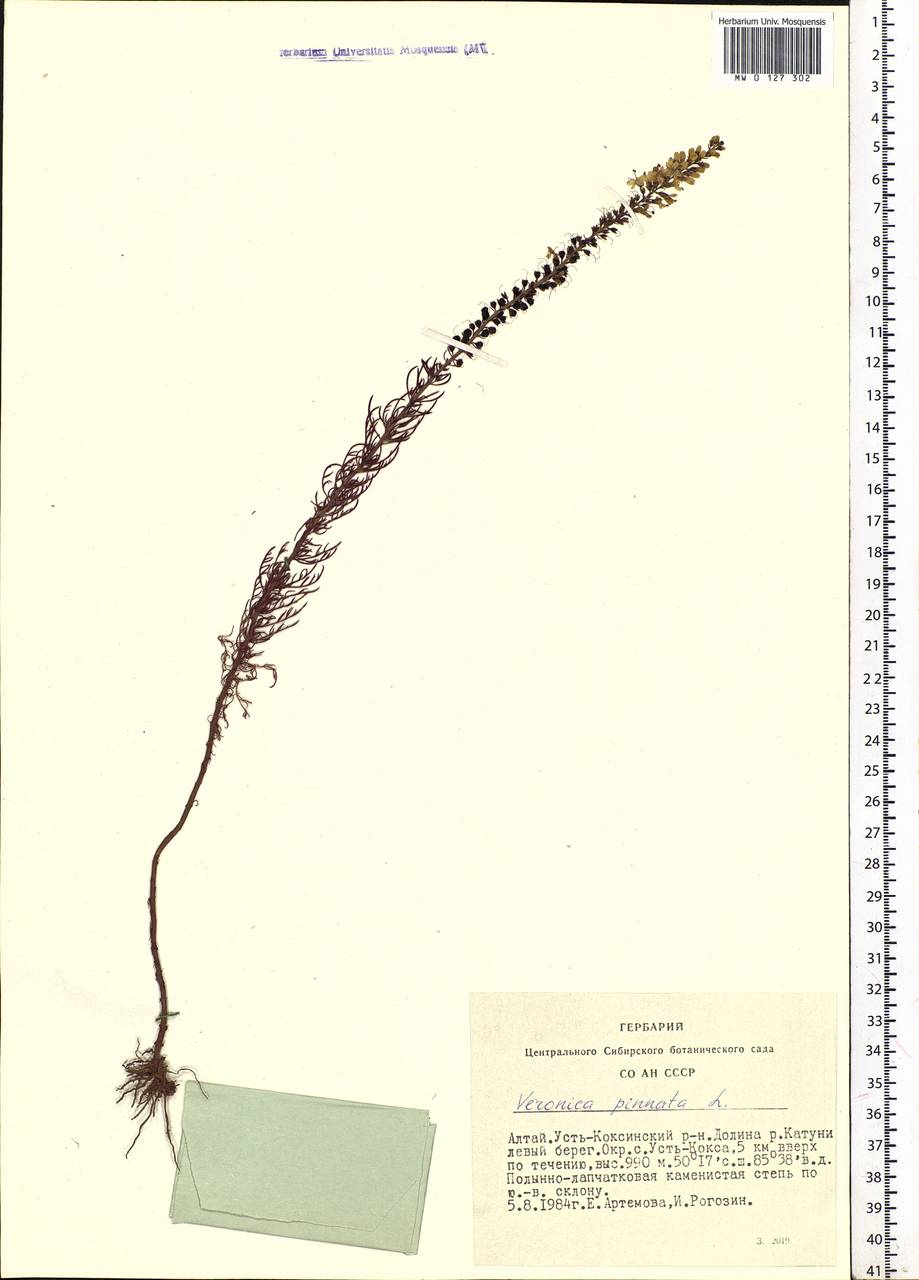 Veronica pinnata L., Siberia, Altai & Sayany Mountains (S2) (Russia)