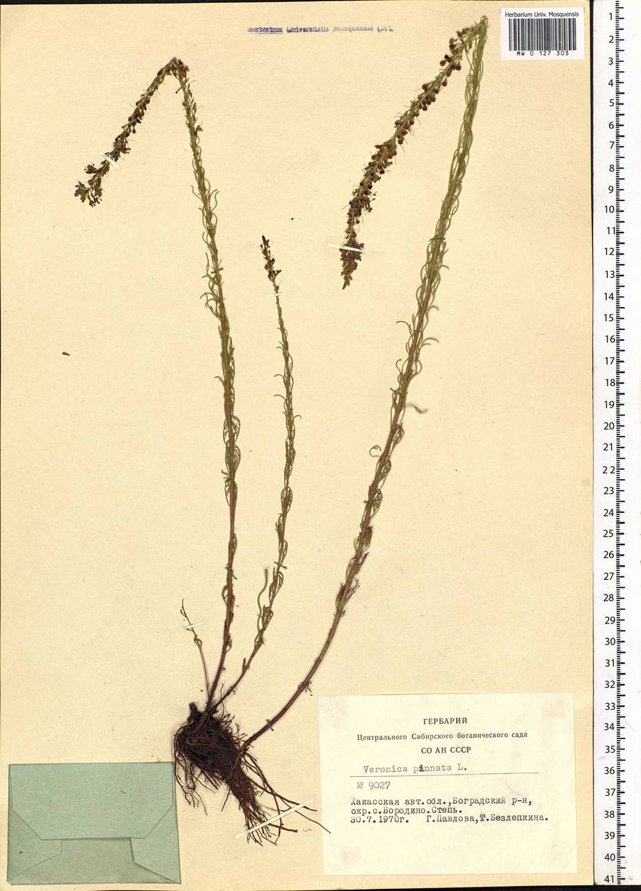 Veronica pinnata L., Siberia, Altai & Sayany Mountains (S2) (Russia)