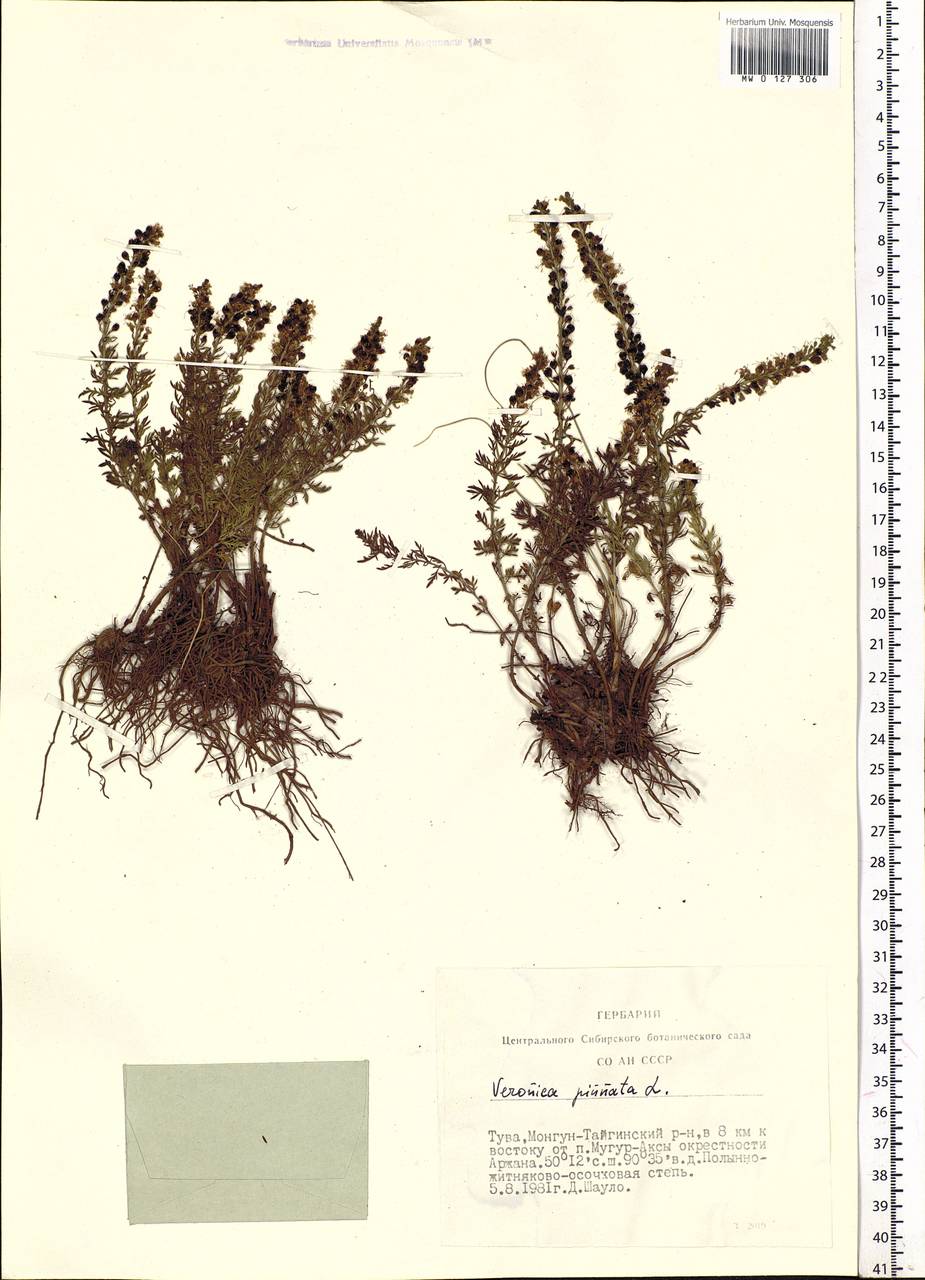 Veronica pinnata L., Siberia, Altai & Sayany Mountains (S2) (Russia)