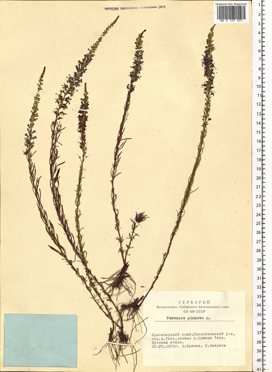 Veronica pinnata L., Siberia, Altai & Sayany Mountains (S2) (Russia)