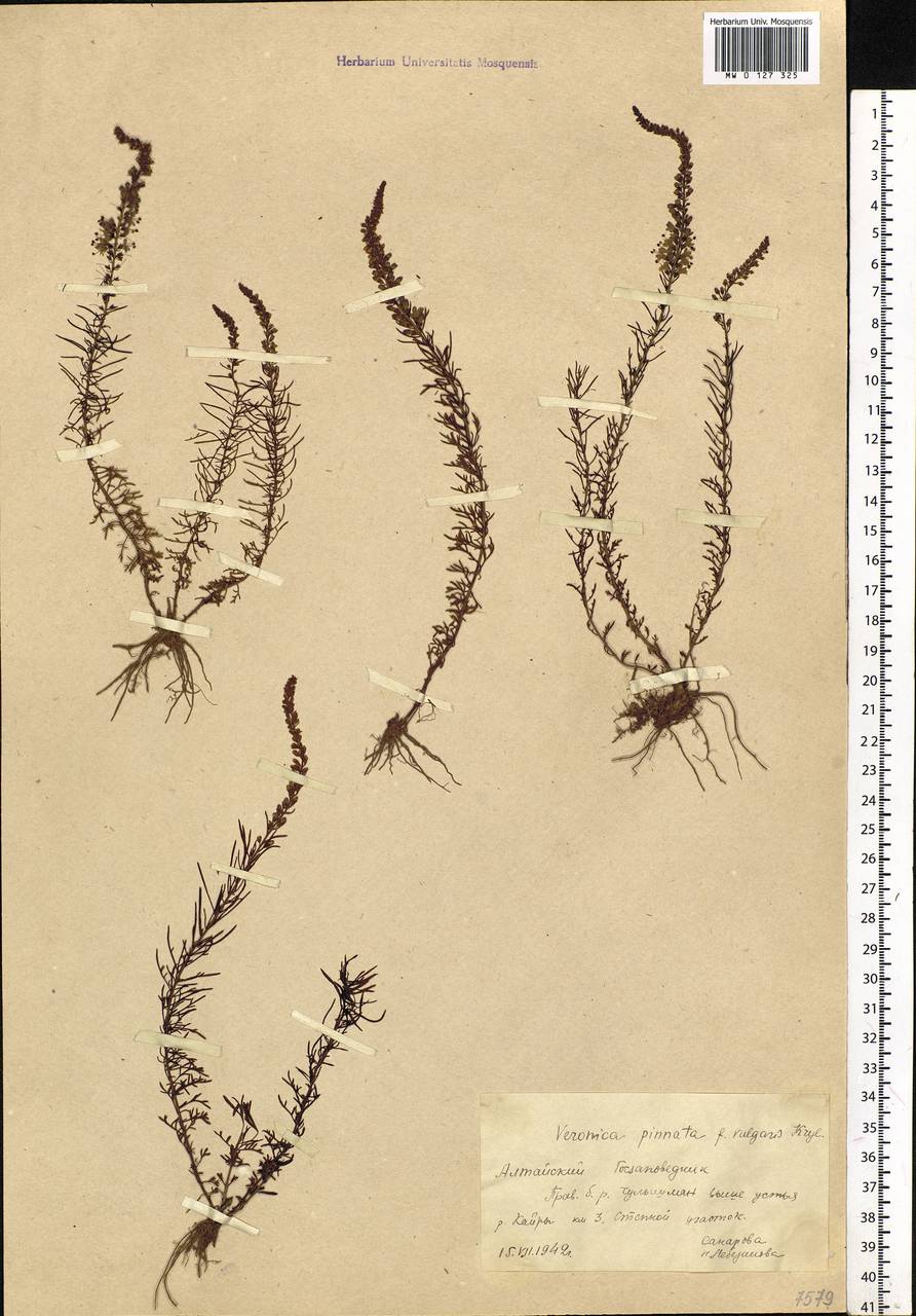 Veronica pinnata L., Siberia, Altai & Sayany Mountains (S2) (Russia)