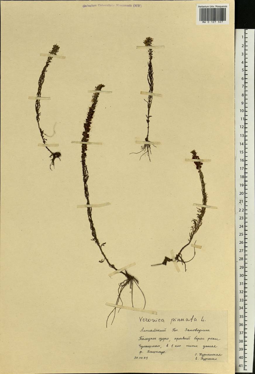 Veronica pinnata L., Siberia, Altai & Sayany Mountains (S2) (Russia)