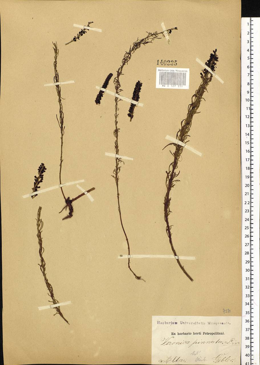 Veronica pinnata L., Siberia, Altai & Sayany Mountains (S2) (Russia)