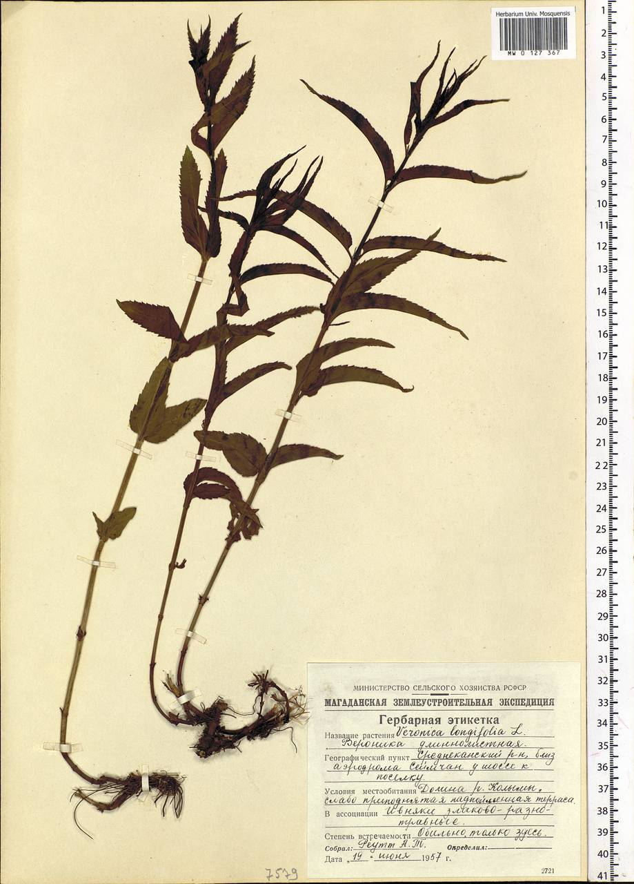 Veronica longifolia L., Siberia, Chukotka & Kamchatka (S7) (Russia)