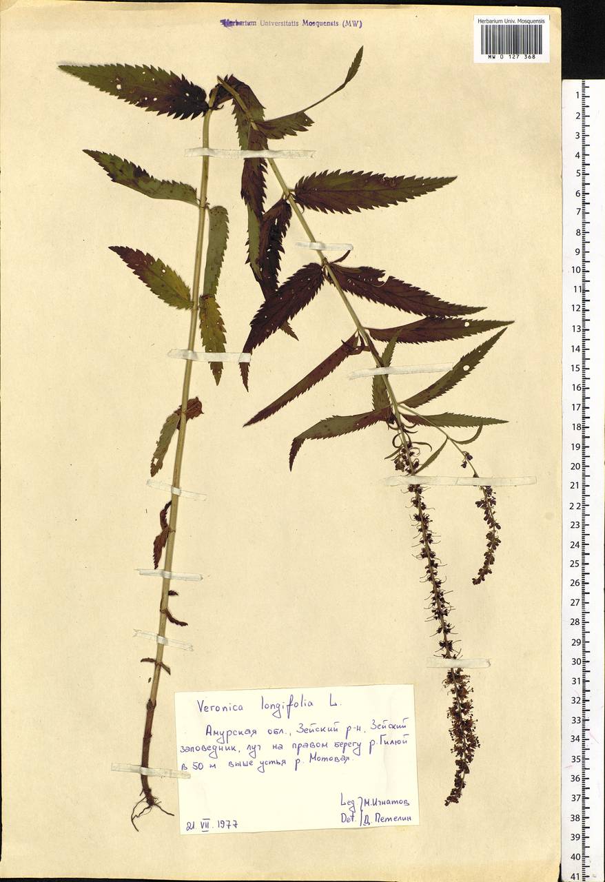 Veronica longifolia L., Siberia, Russian Far East (S6) (Russia)