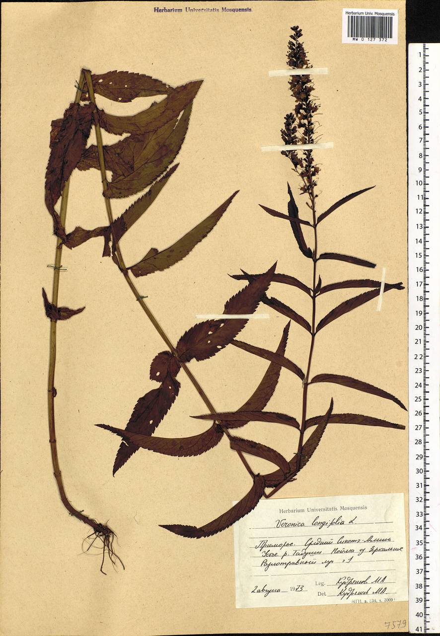 Veronica longifolia L., Siberia, Russian Far East (S6) (Russia)