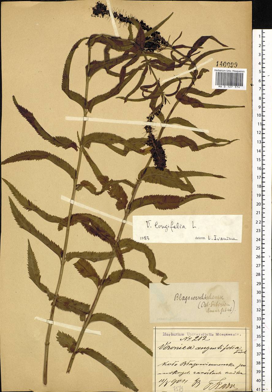 Veronica longifolia L., Siberia, Russian Far East (S6) (Russia)