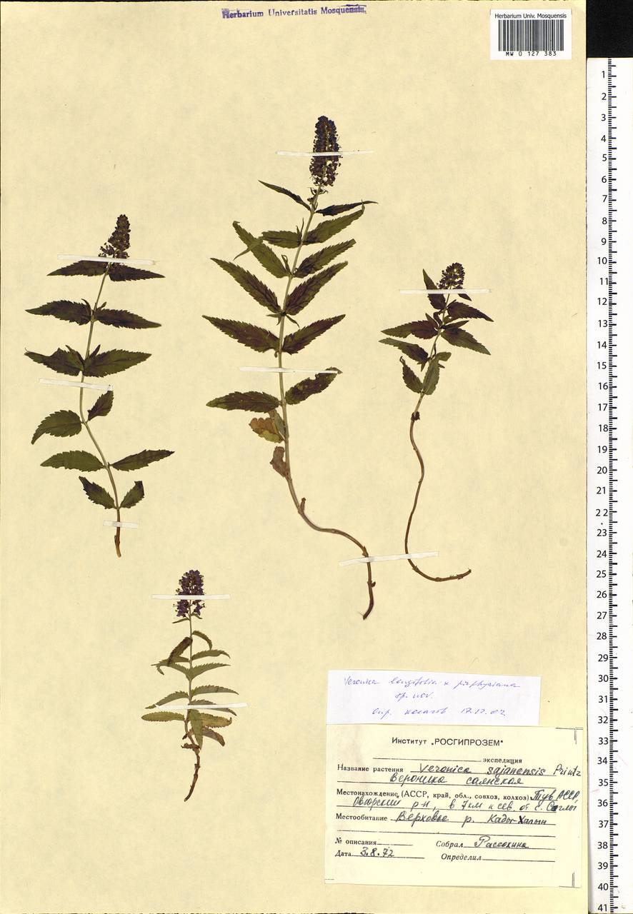 Veronica longifolia L., Siberia, Altai & Sayany Mountains (S2) (Russia)