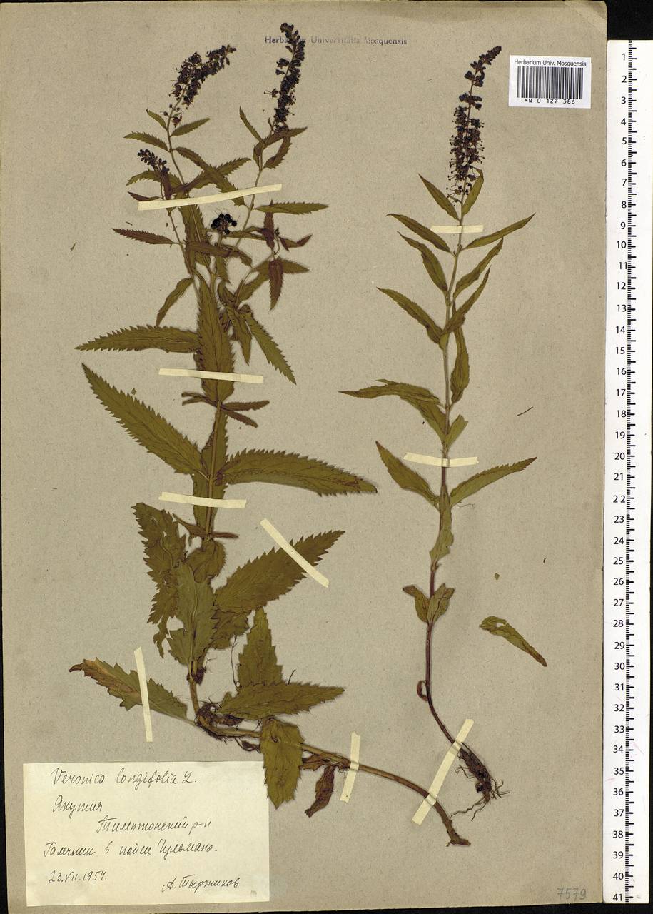 Veronica longifolia L., Siberia, Yakutia (S5) (Russia)