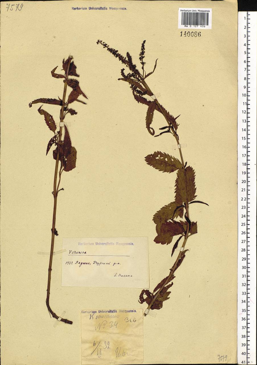 Veronica longifolia L., Siberia, Yakutia (S5) (Russia)