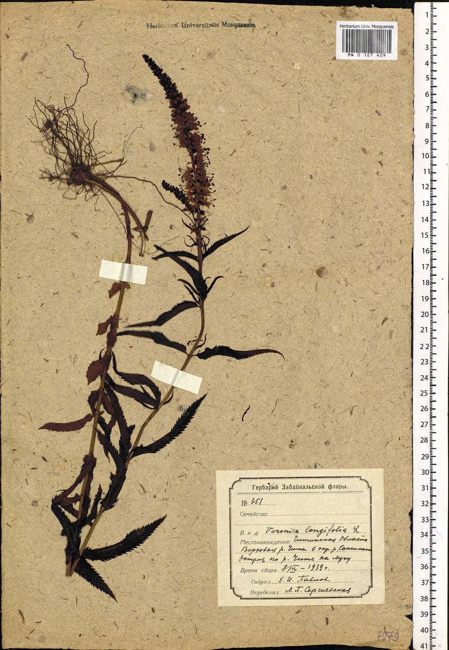 Veronica longifolia L., Siberia, Baikal & Transbaikal region (S4) (Russia)