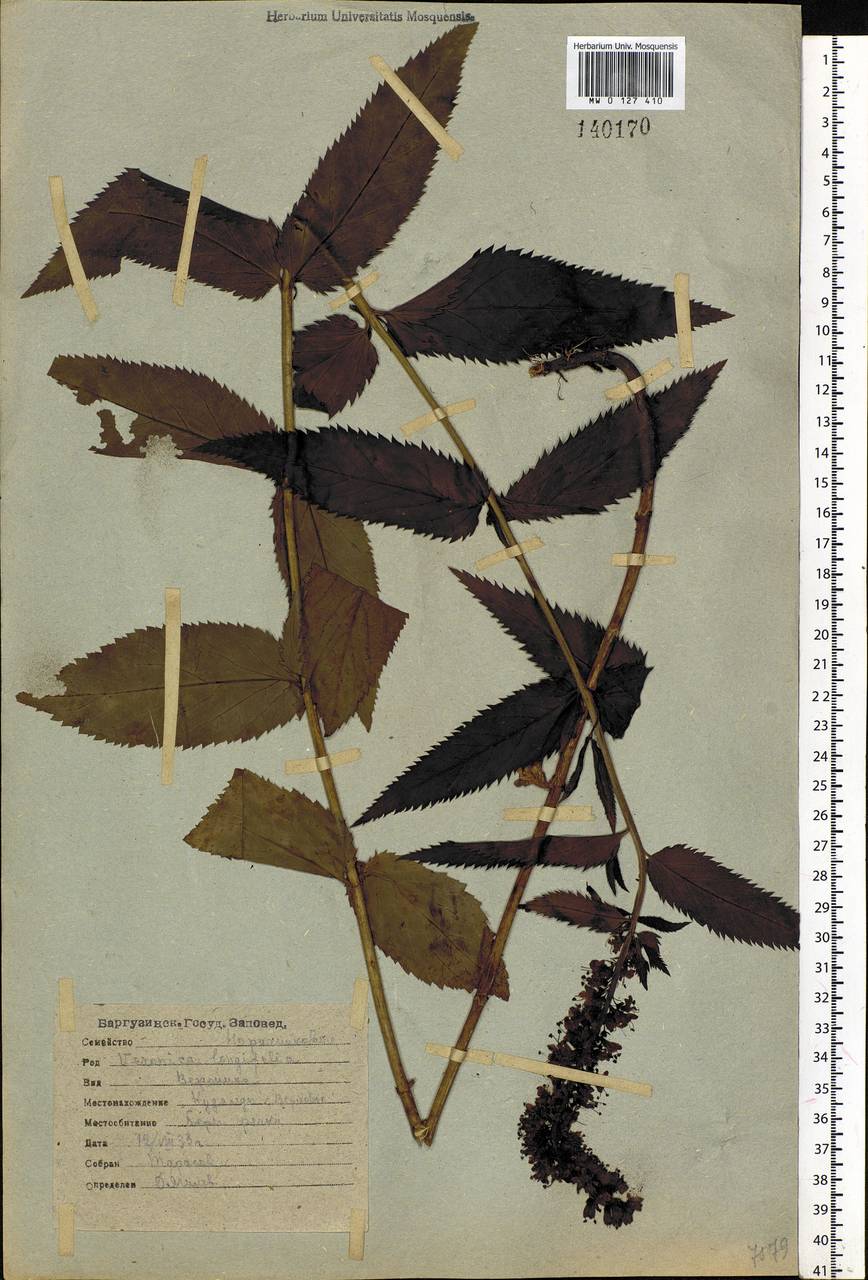 Veronica longifolia L., Siberia, Baikal & Transbaikal region (S4) (Russia)