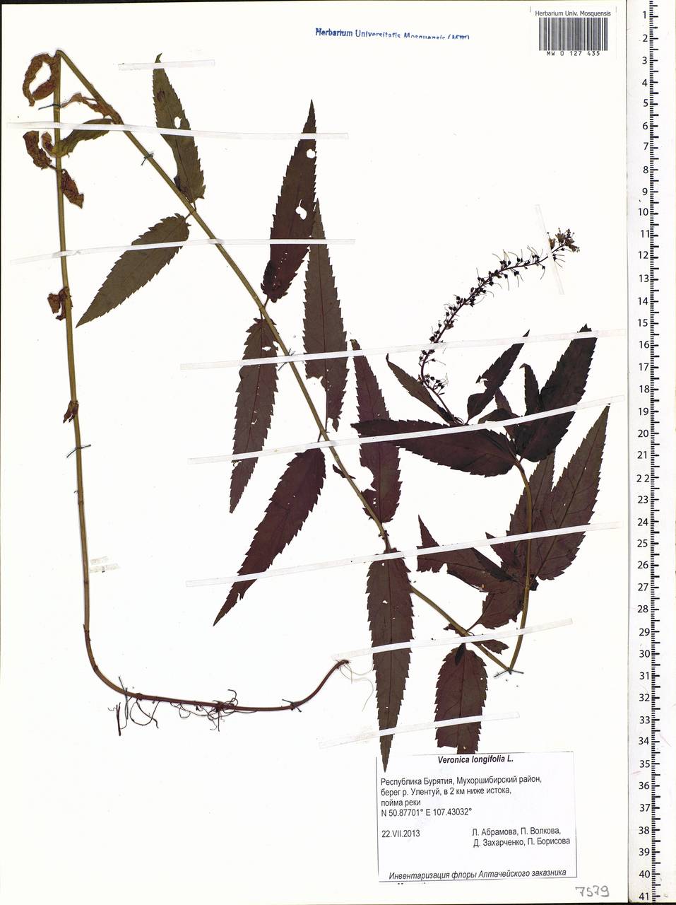 Veronica longifolia L., Siberia, Baikal & Transbaikal region (S4) (Russia)