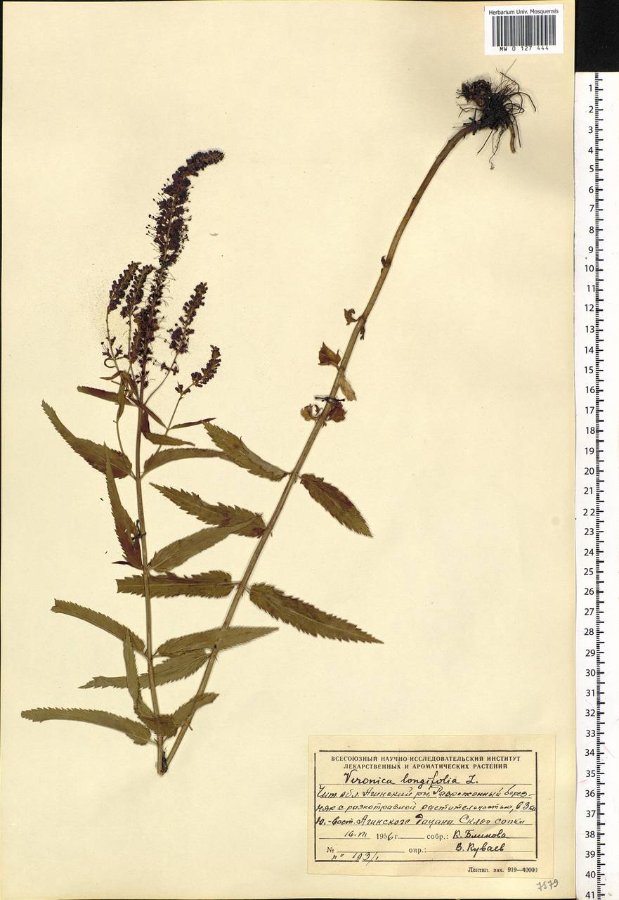 Veronica longifolia L., Siberia, Baikal & Transbaikal region (S4) (Russia)