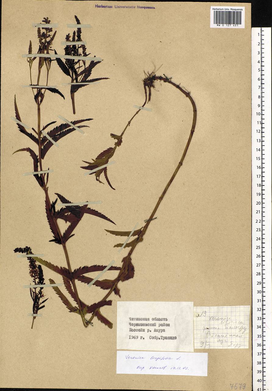 Veronica longifolia L., Siberia, Baikal & Transbaikal region (S4) (Russia)