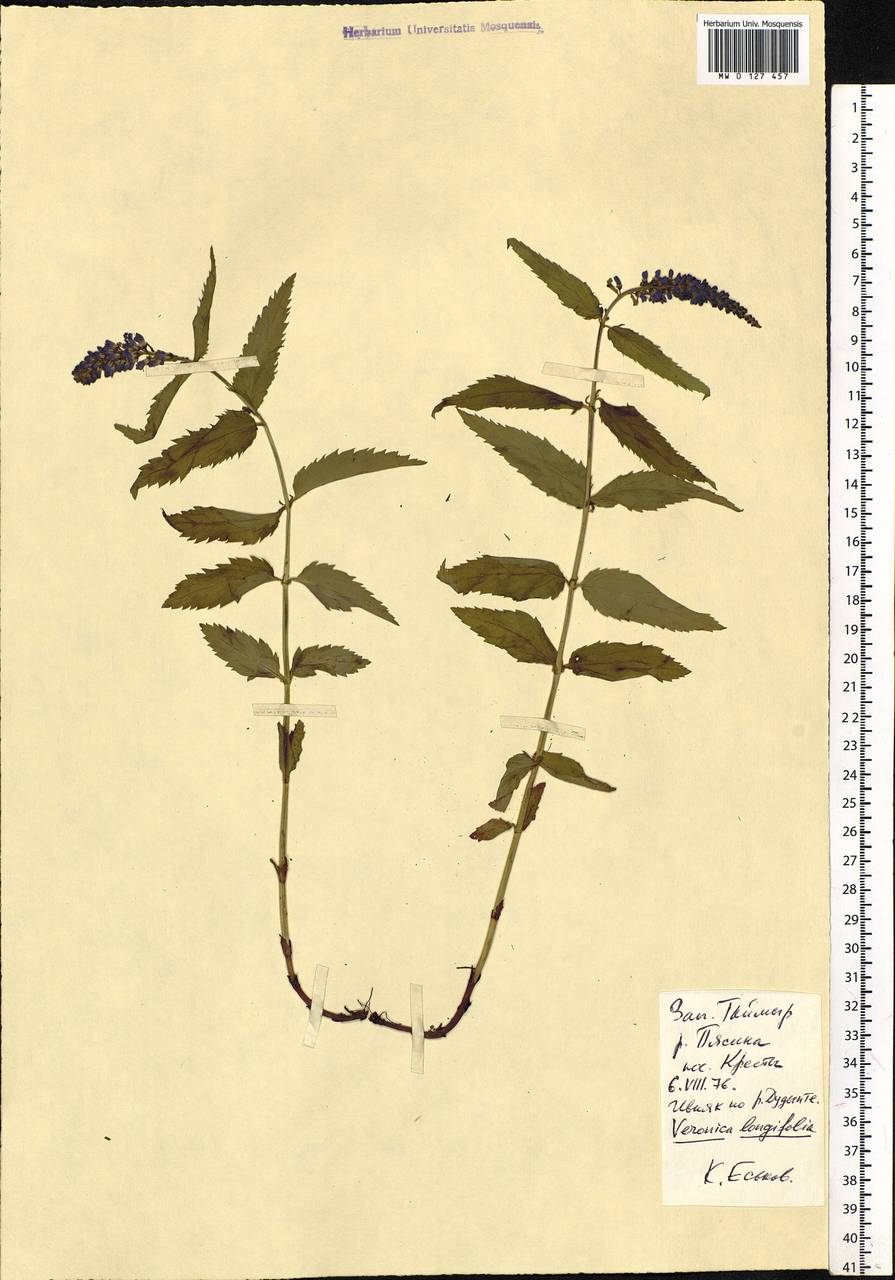 Veronica longifolia L., Siberia, Central Siberia (S3) (Russia)