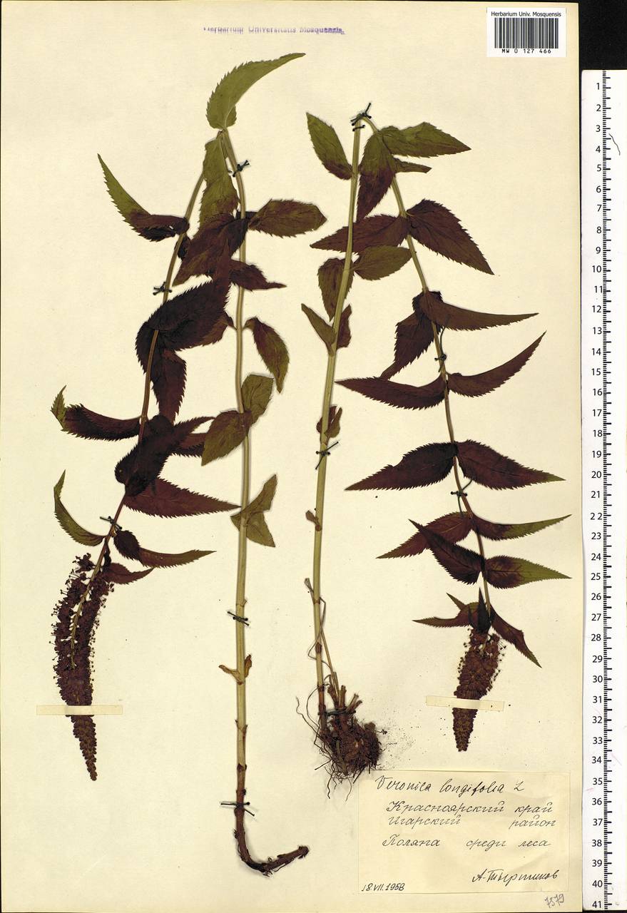 Veronica longifolia L., Siberia, Central Siberia (S3) (Russia)