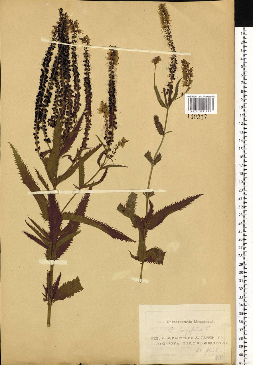 Veronica longifolia L., Siberia, Altai & Sayany Mountains (S2) (Russia)