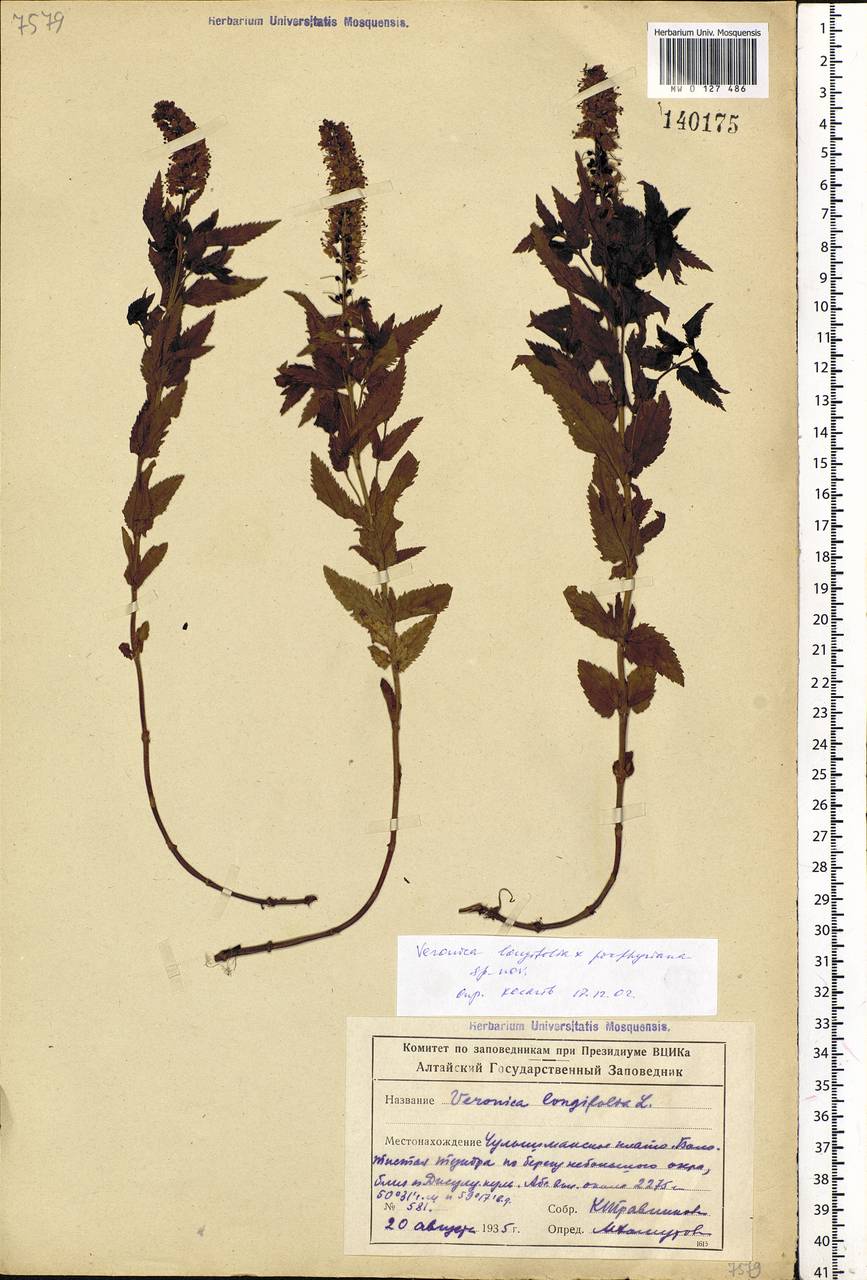 Veronica longifolia L., Siberia, Altai & Sayany Mountains (S2) (Russia)