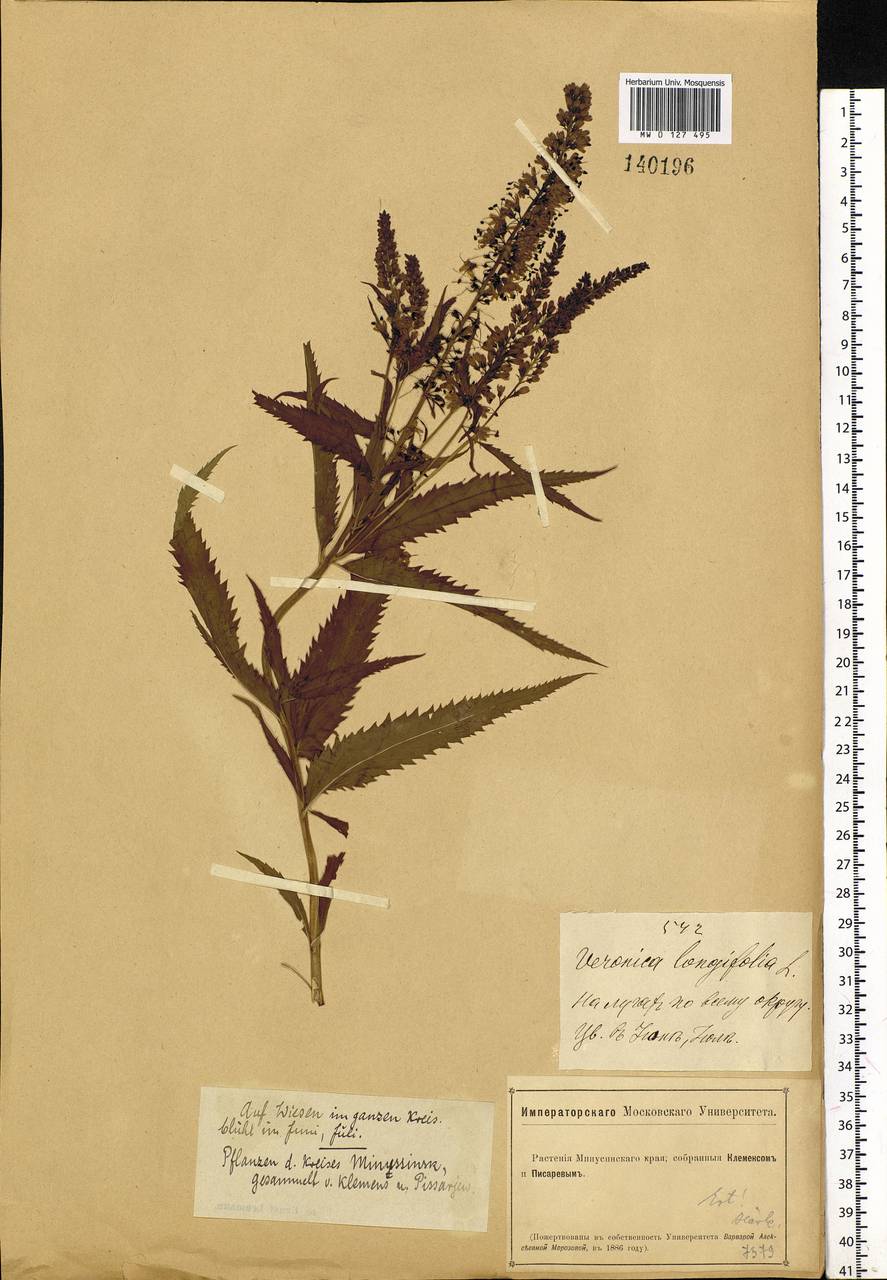 Veronica longifolia L., Siberia, Altai & Sayany Mountains (S2) (Russia)