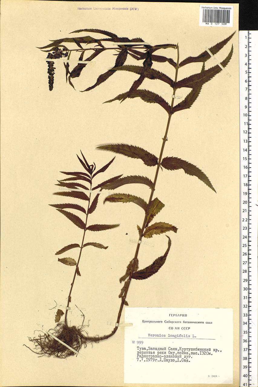 Veronica longifolia L., Siberia, Altai & Sayany Mountains (S2) (Russia)