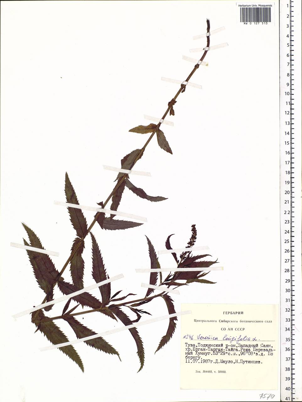 Veronica longifolia L., Siberia, Altai & Sayany Mountains (S2) (Russia)