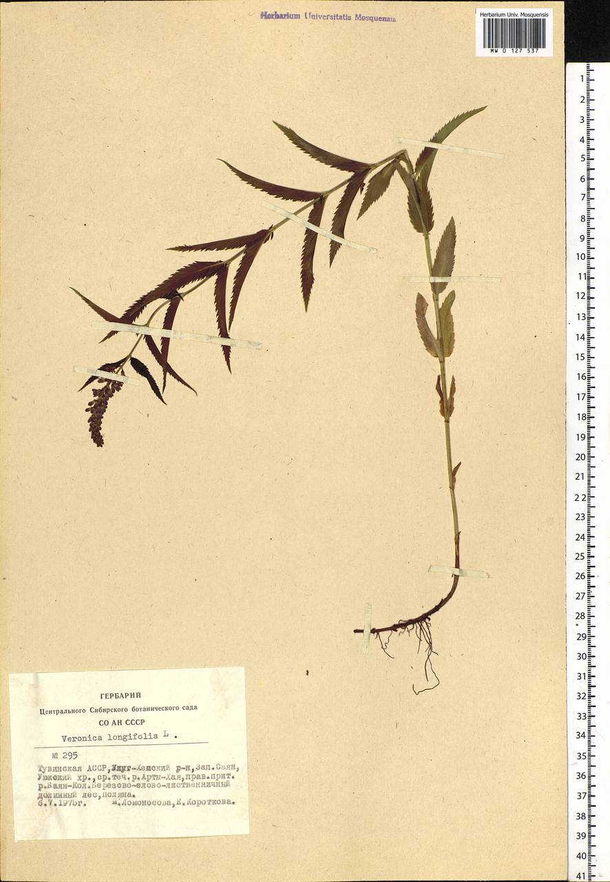 Veronica longifolia L., Siberia, Altai & Sayany Mountains (S2) (Russia)