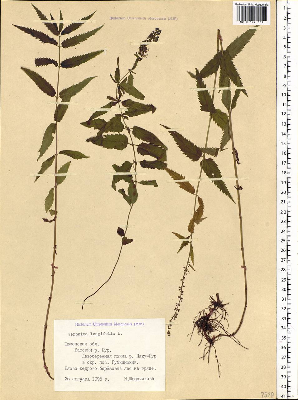 Veronica longifolia L., Siberia, Western Siberia (S1) (Russia)