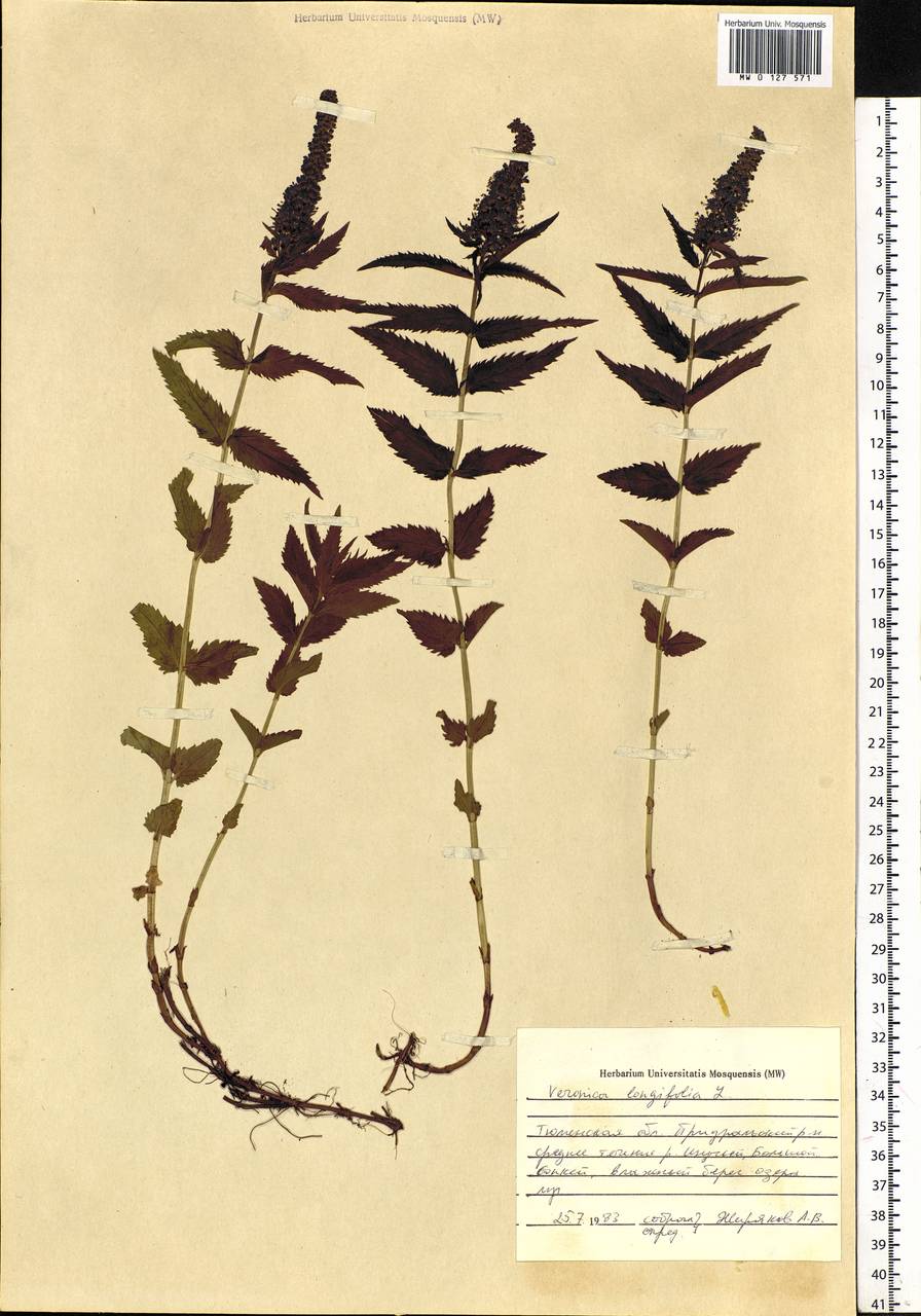 Veronica longifolia L., Siberia, Western Siberia (S1) (Russia)