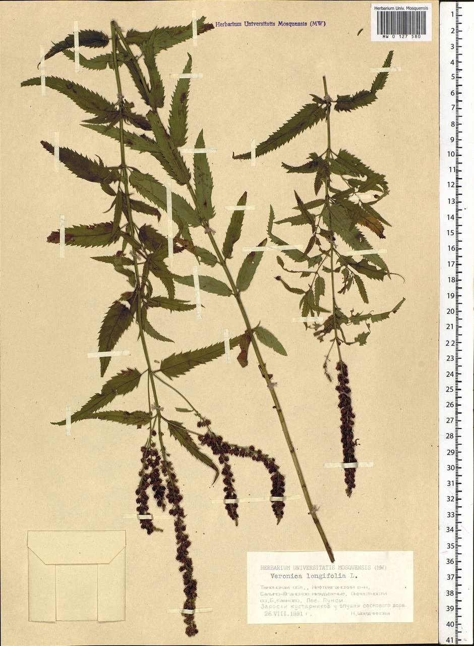 Veronica longifolia L., Siberia, Western Siberia (S1) (Russia)