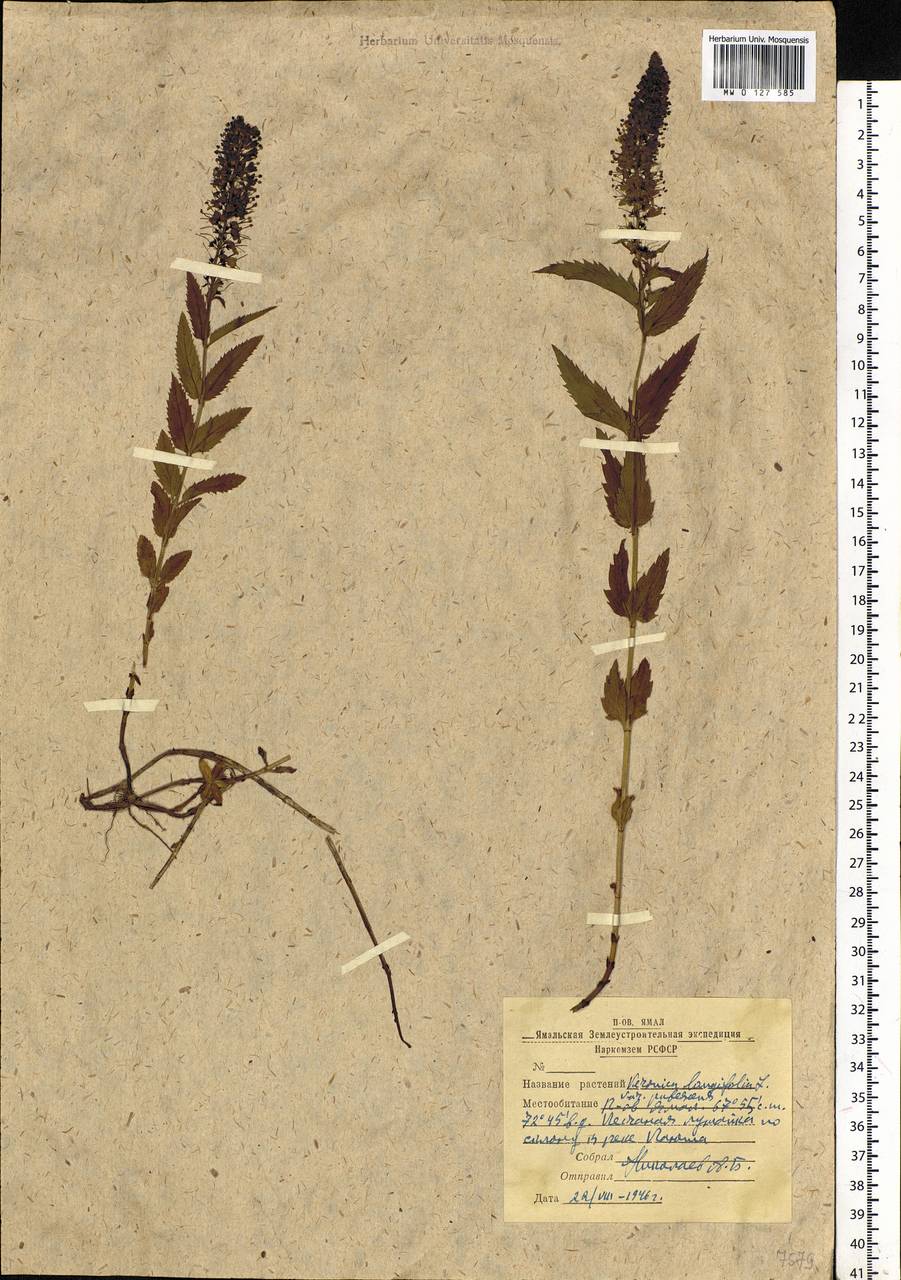 Veronica longifolia L., Siberia, Western Siberia (S1) (Russia)