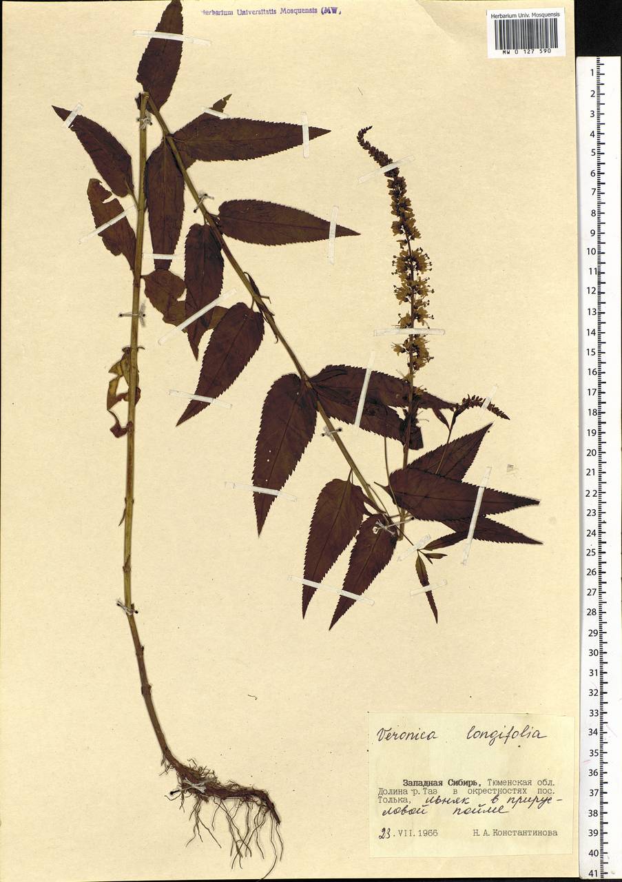 Veronica longifolia L., Siberia, Western Siberia (S1) (Russia)