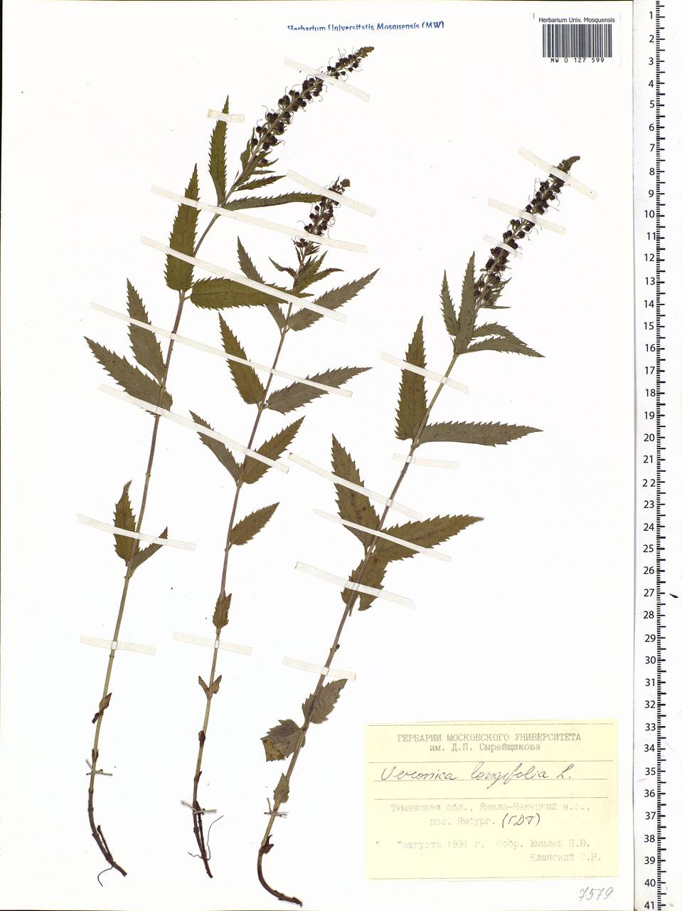 Veronica longifolia L., Siberia, Western Siberia (S1) (Russia)