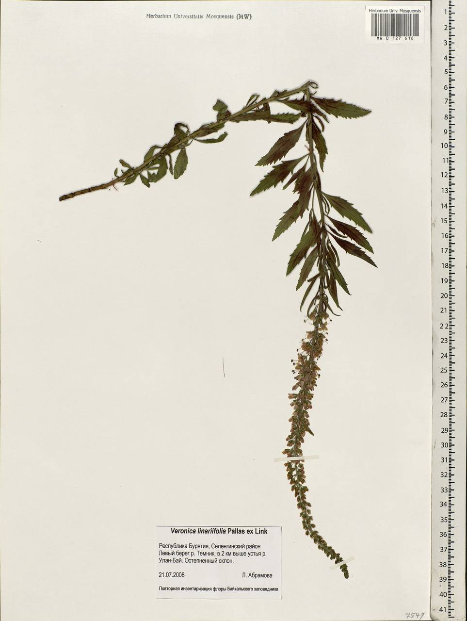 Veronica linariifolia Pall. ex Link, Siberia, Baikal & Transbaikal region (S4) (Russia)