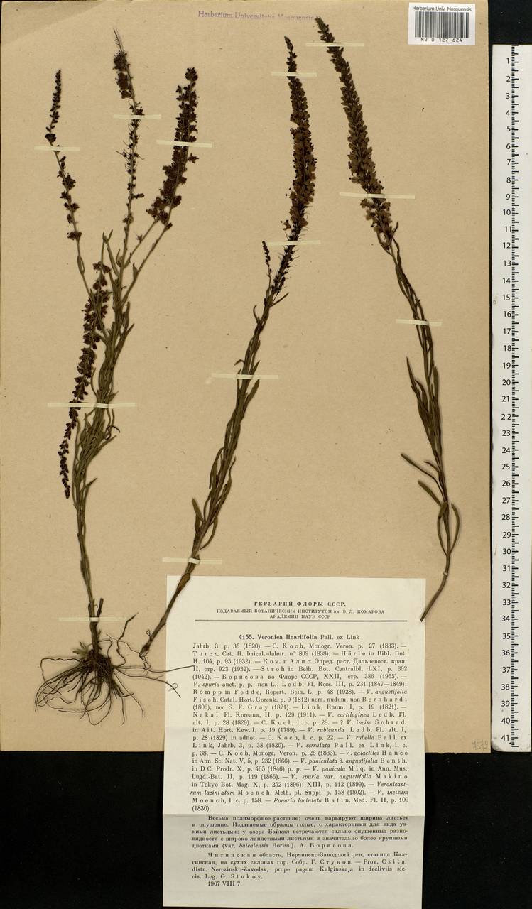 Veronica linariifolia Pall. ex Link, Siberia, Baikal & Transbaikal region (S4) (Russia)