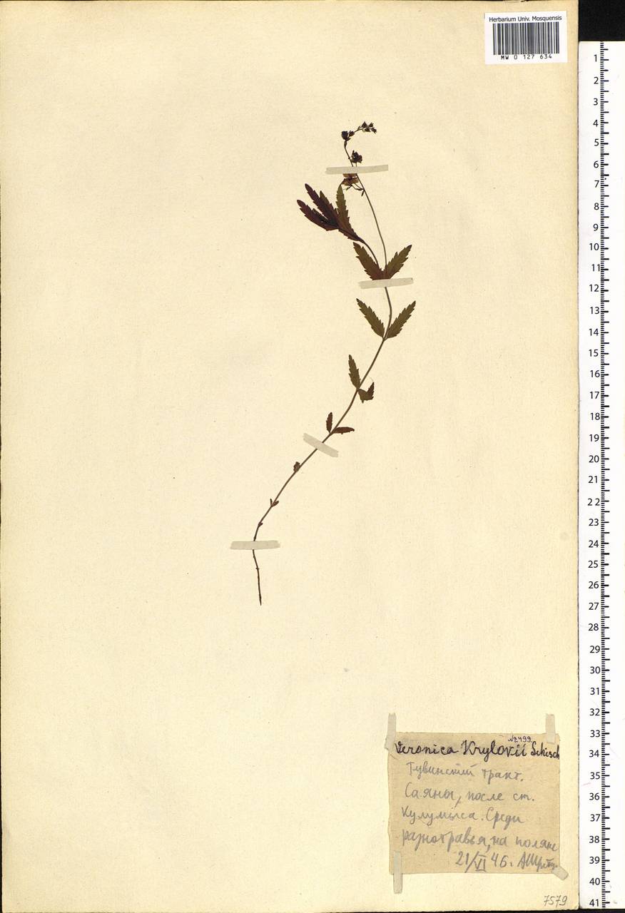 Veronica krylovii Schischk., Siberia, Altai & Sayany Mountains (S2) (Russia)