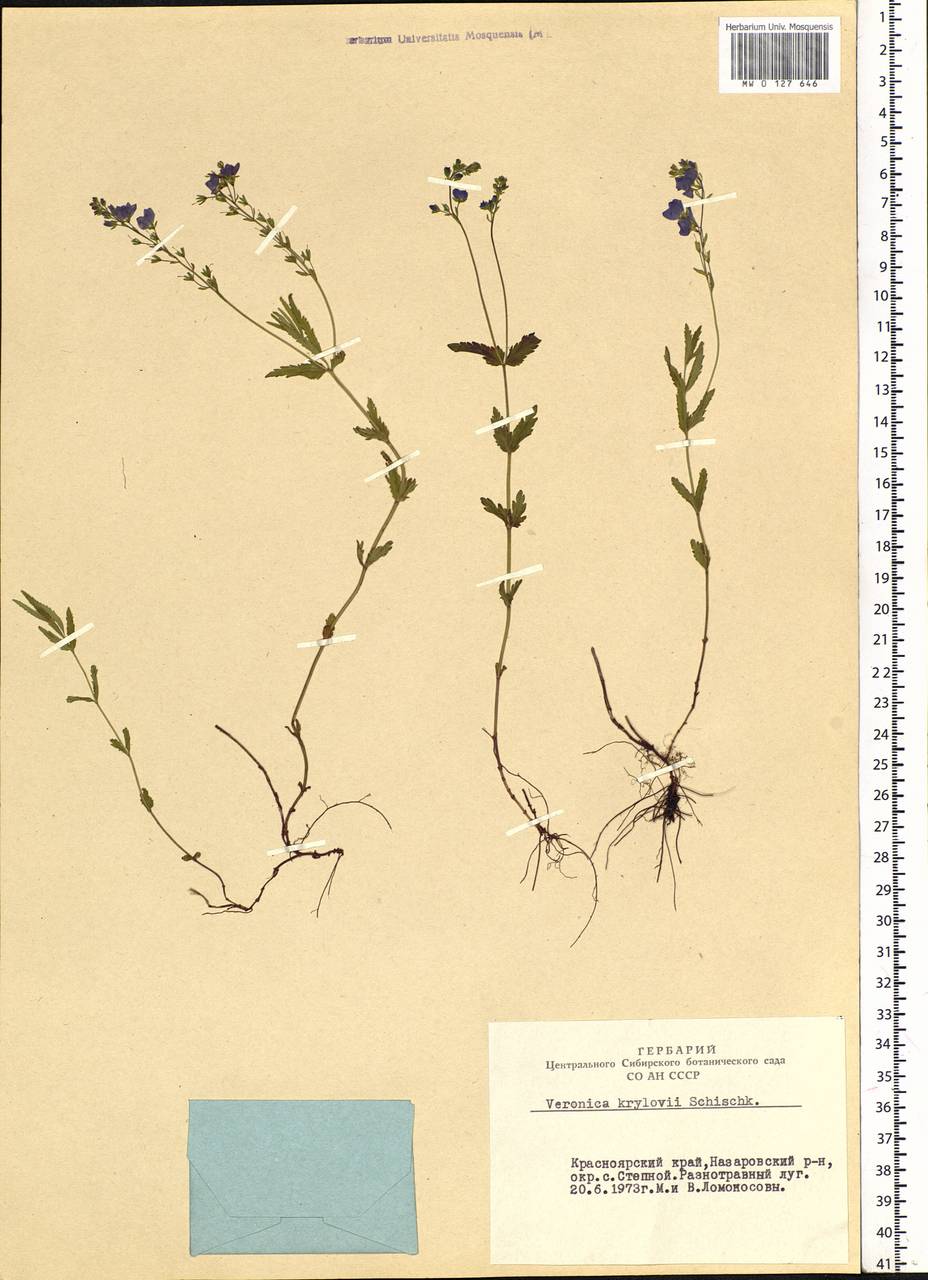 Veronica krylovii Schischk., Siberia, Altai & Sayany Mountains (S2) (Russia)