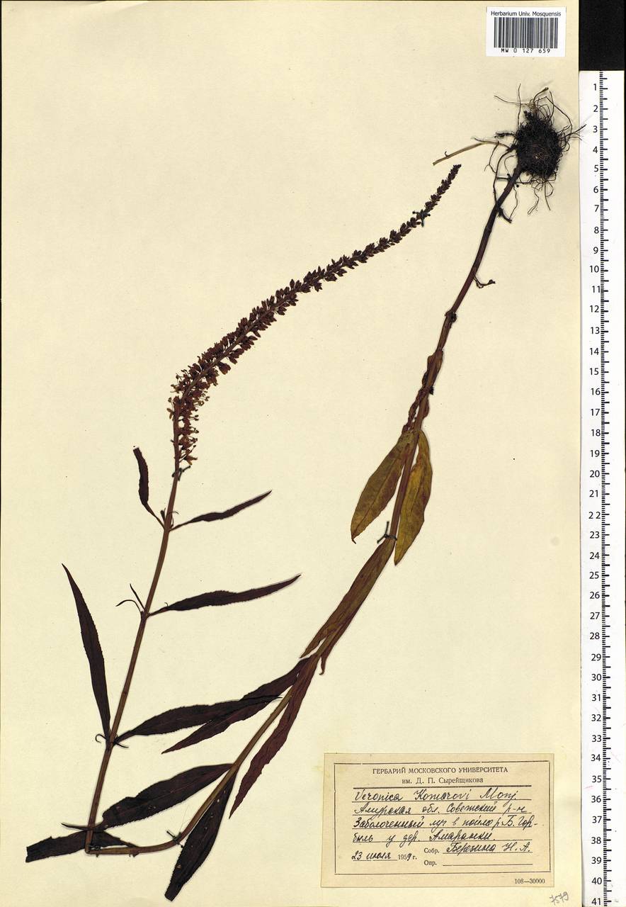 Veronica rotunda subsp. subintegra (Nakai) Elenevsky, Siberia, Russian Far East (S6) (Russia)