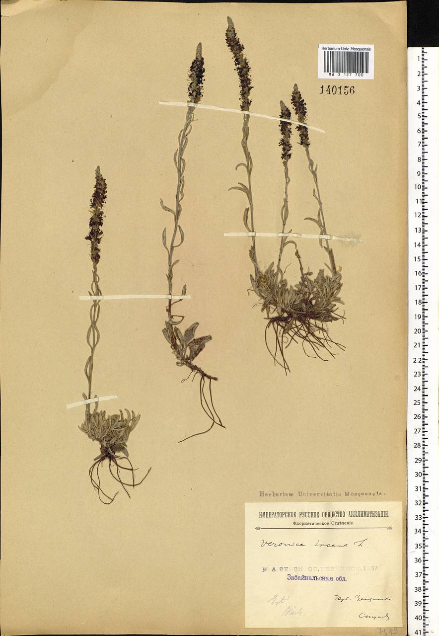 Veronica incana L., Siberia, Baikal & Transbaikal region (S4) (Russia)