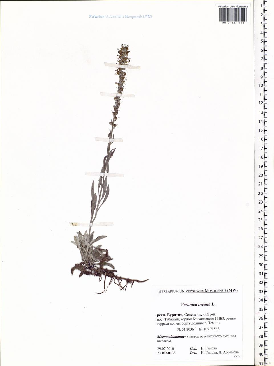 Veronica incana L., Siberia, Baikal & Transbaikal region (S4) (Russia)