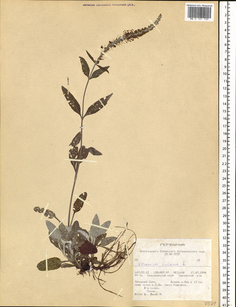 Veronica incana L., Siberia, Altai & Sayany Mountains (S2) (Russia)