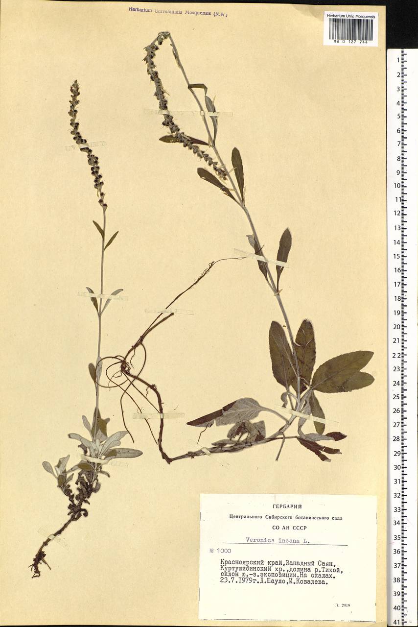 Veronica incana L., Siberia, Altai & Sayany Mountains (S2) (Russia)