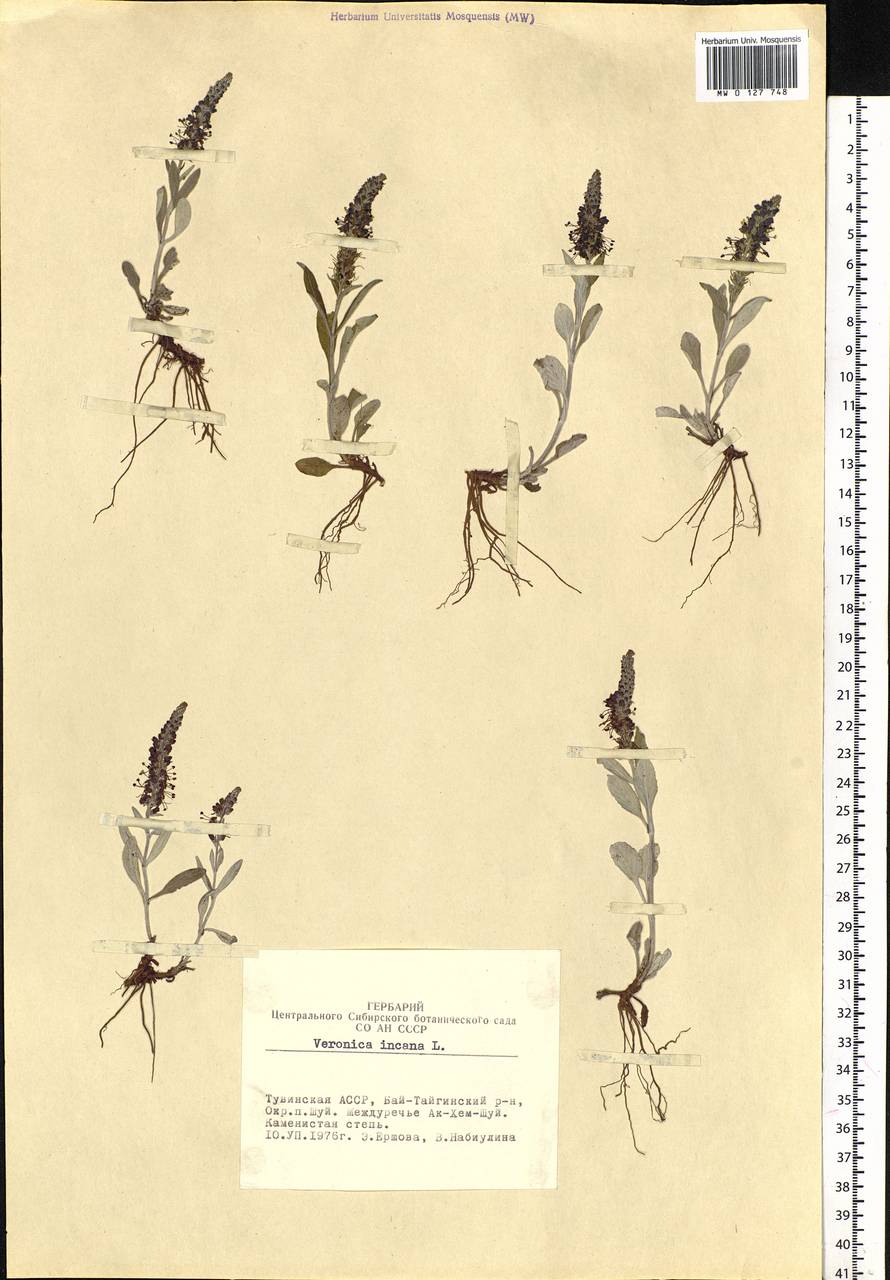 Veronica incana L., Siberia, Altai & Sayany Mountains (S2) (Russia)