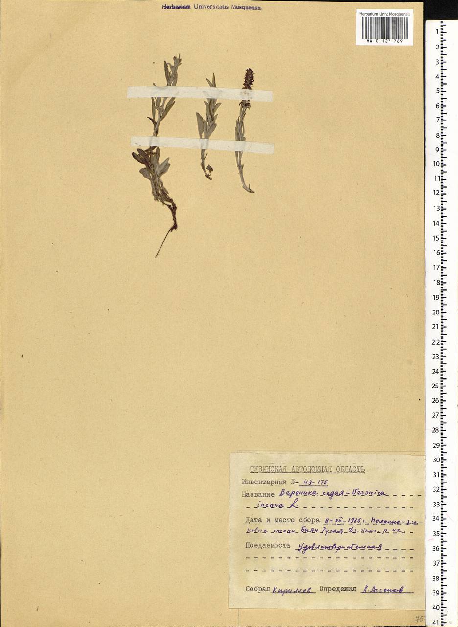 Veronica incana L., Siberia, Altai & Sayany Mountains (S2) (Russia)