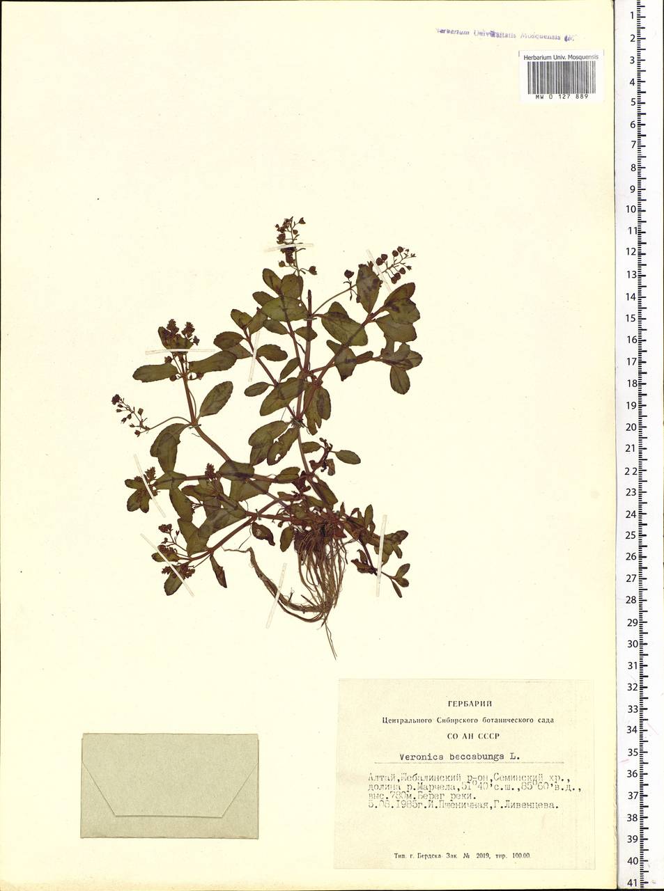 Veronica beccabunga L., Siberia, Altai & Sayany Mountains (S2) (Russia)